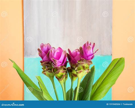 Purple Turmeric Flowers On Orange Background Stock Photo Image Of