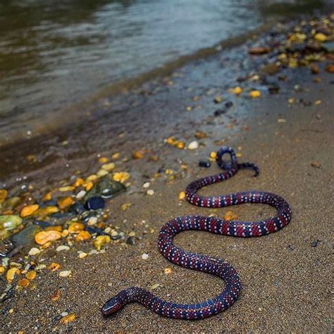 An Awesome Ornate Coralsnake Micrurus Ornatissimus Herpkeepers