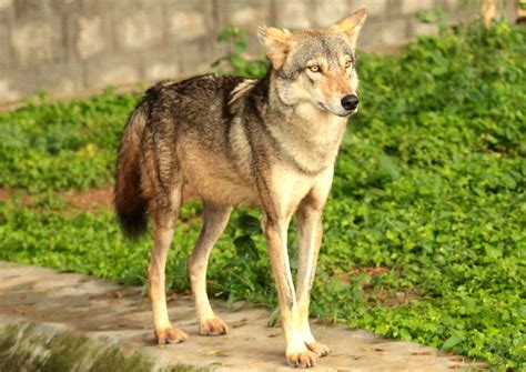 Indian Wolf Facts Information About The Indian Wolves