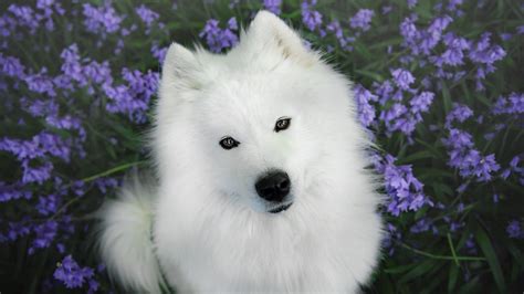 White Samoyed Dog Is Looking Up In Lavender Flowers Background Hd Dog