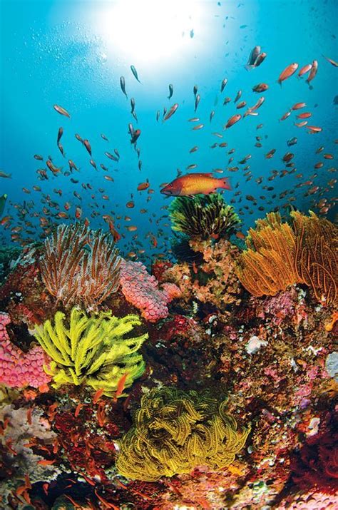 The 25 Best Ocean Life Ideas On Pinterest Beautiful Sea