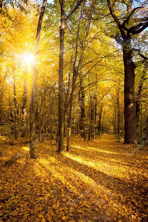 Gold Autumn With Sunlight And Sunbeams Beautiful Trees In The — Stock