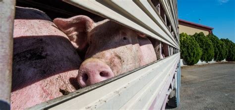 This guarantee program was designed to ensure the best possible experience for you and your pet when moving overseas. Canada's Farm Animal Transport System In Need Of Repair ...