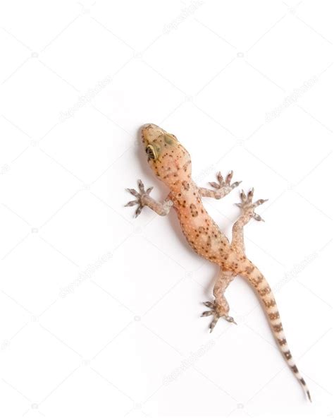Gecko Climbing Stock Photo By ©iodrakon 8606553