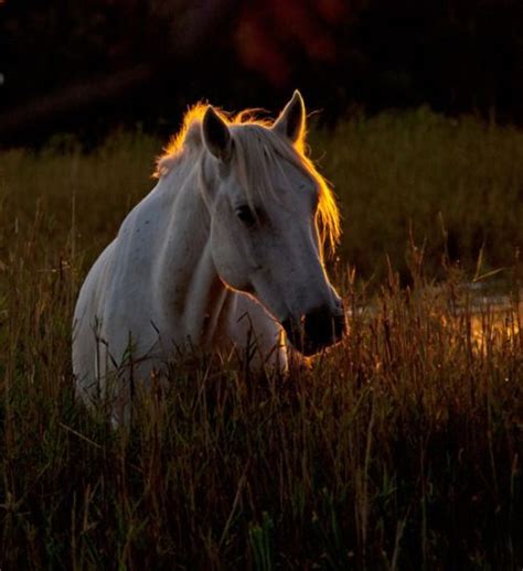 25 Horse Photography Tips Artofit