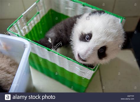 A Baby Captive Bred Panda Sits In A Basket As It Is Moved From A