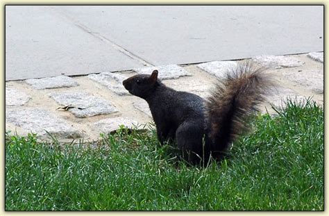 Black Squirrel Photo By Elisson1 Photobucket Black Squirrel