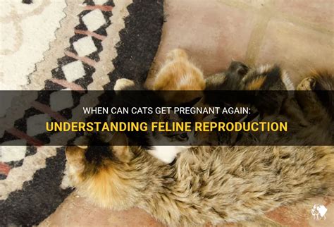 When Can Cats Get Pregnant Again Understanding Feline Reproduction