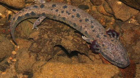 Nc Wildlife Commission Seeking Sightings Of Mudpuppy Salamanders In Wnc
