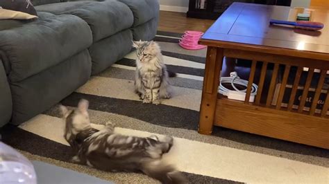 When Maine Coon Kittens Play Edmund And Korra Playing Black Silver