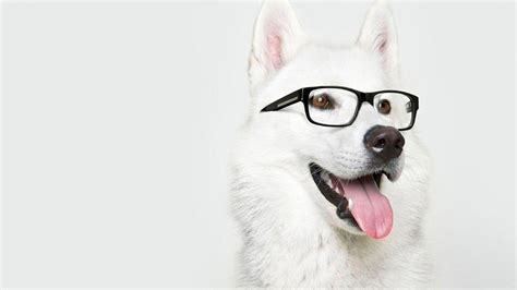 Dog Goggles Wallpapers Wallpaper Cave