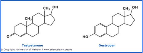 Complex Molecules Testosterone And Oestrogen — Science Learning Hub