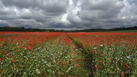 Red Poppy Fields Dorset 2021 Fields Of Red Poppies Dorset And Wiltshire