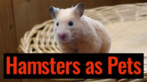 Hamsters As Pets The Pros And Cons