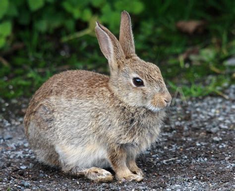 All About Animal Wildlife Wild Rabbit Information And