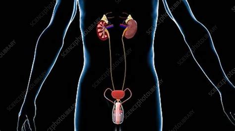 Male Urinary System Stock Video Clip K0022365 Science Photo Library