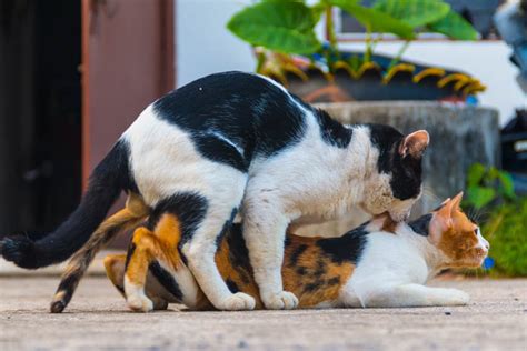 She's treated cancer in dogs, cats, horses. Cat Mating and Reproduction in Cats - Cat-World