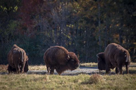 Bison In Zoo Matthew Monarca Photography