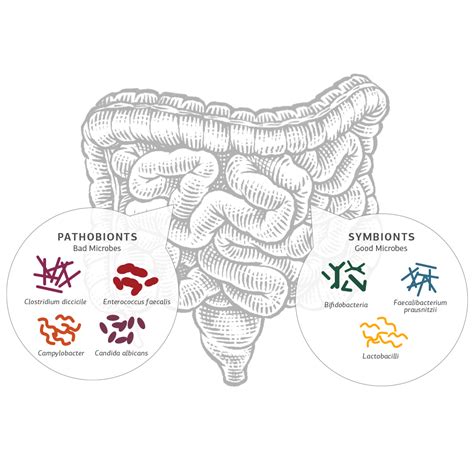 “good” Microbiota Protect The Gut From “bad” Microbiota