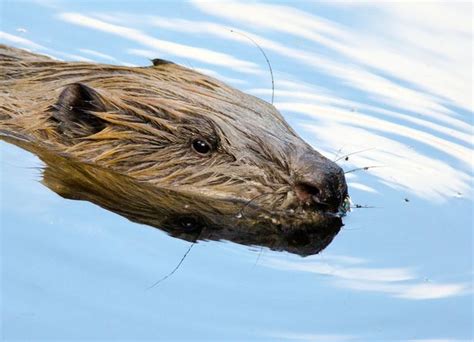 Back After 400 Years Beavers To Remain In Scotland After Being Granted