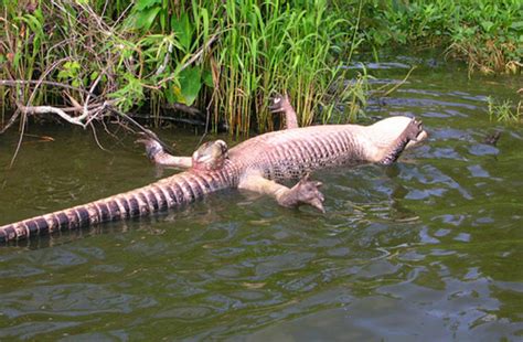 Ncbi Rofl How Do Alligator Erections Work Discover Magazine