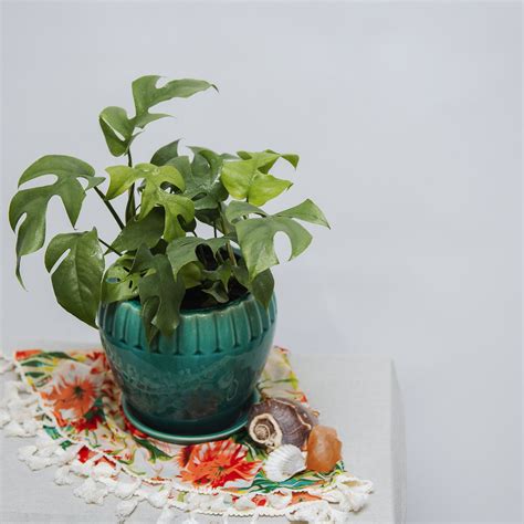 Unique plants rare plants indoor plants names philodendron monstera green companies variegated plants barbie dream house wall photos. Philodendron Monstera Minima AKA Ginny, Live Plant, 6" Pot ...