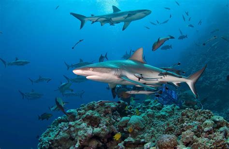 Reef Sharks The Great Barrier Reef Australia Need To Go Diving Here