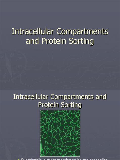 Chpt 12 Intracellular Compartments Anddfd Protein Sorting Protein