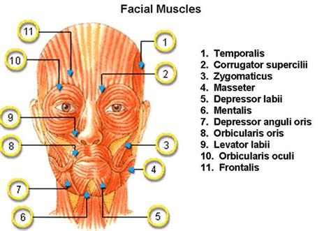 Facial Muscle Diagram Flickr Photo Sharing
