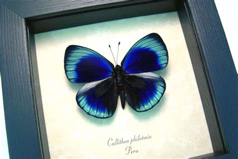 Charles Darwin Butterfly Metallic Blue Butterfly Real Framed Butterfly