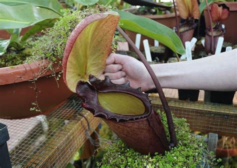 Nepenthes Rajah Is A Fascinating Carnivorous Pitcher Plant In Malaysian