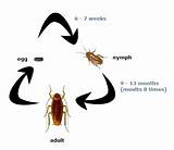 German Cockroach Life Cycle Pictures