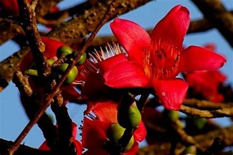 10 Beautiful Red Flowering Trees Urban Garden Gal