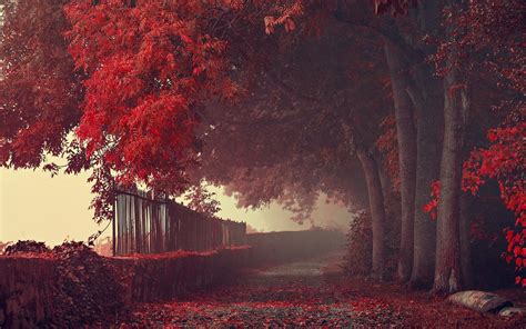 赤い葉の木の図 赤い森の木 自然 風景 秋 道路 パス フェンス 木 葉 赤 霧 Hdデスクトップの壁紙