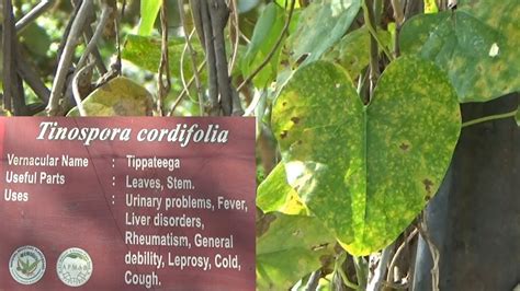 Uses Of Tinospora Cordifolia Tippateega Herbal Garden Youtube