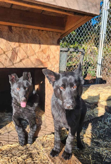 All Black German Shepherd Puppies Dogs And Puppies For Rehoming