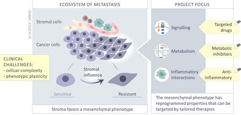 Ouh Tumor Stroma Interactions In Metastasis And Therapy