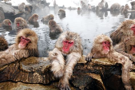 Soak Up Japans Oases Of Calm Bonus Snow Monkeys Wsj