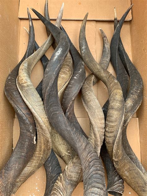 Kudu Horn Natural Kudu Horn Large Deer Horns Antelope Horn Etsy