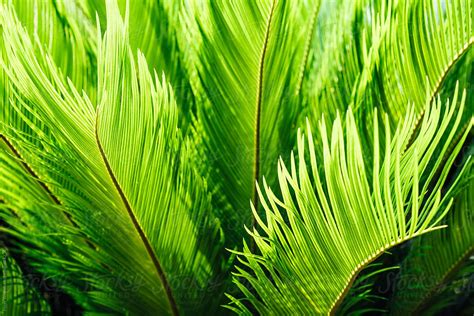 Abstract View Of Palm Tree By Stocksy Contributor Peter Wey Stocksy