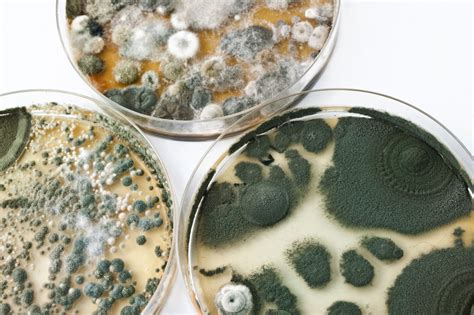 Hidden Mold In Your House How To Find Identify And Treat Home
