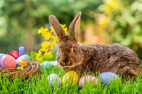 The most prominent secular symbol of the christian holiday, the easter bunny, was reportedly. Easter Bunny allowed to make home visits this year ...