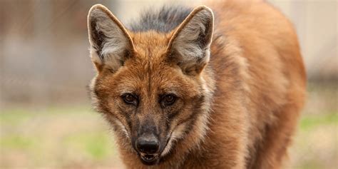 Maned Wolf Wallpapers Wallpaper Cave