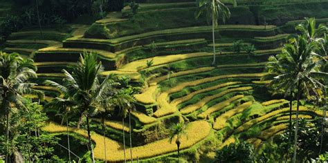 Tegallalang Rice Terrace Indonesia Tegallalang Book Tickets And Tours Getyourguide