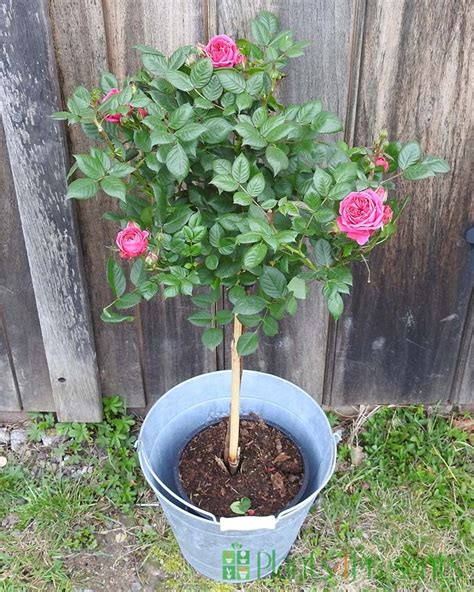 Lollipop Rose Bushes Make A Great T For Mothers Day Delivered In A