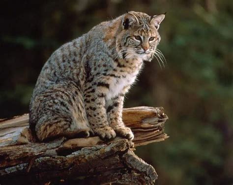 Felis nigripes is the smallest african cat, and is endemic in the south west arid zone of the southern african subregion. Small Wild Cats List - BigCatsWildCats