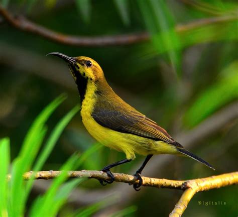 The most common olive backed sunbird material is linen. olive backed sunbird | Păsări