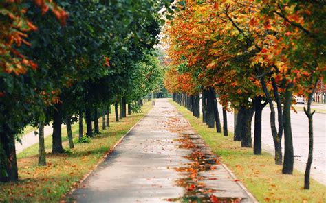 Gray Concrete Narrow Path Way Between Green And Brown Leaf Trees Hd