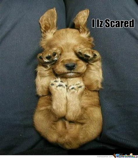 Scared Little Dog By Recyclebin Meme Center