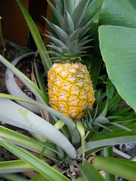 Gardening In South Florida Nothing Like A Home Grown Pineapple
